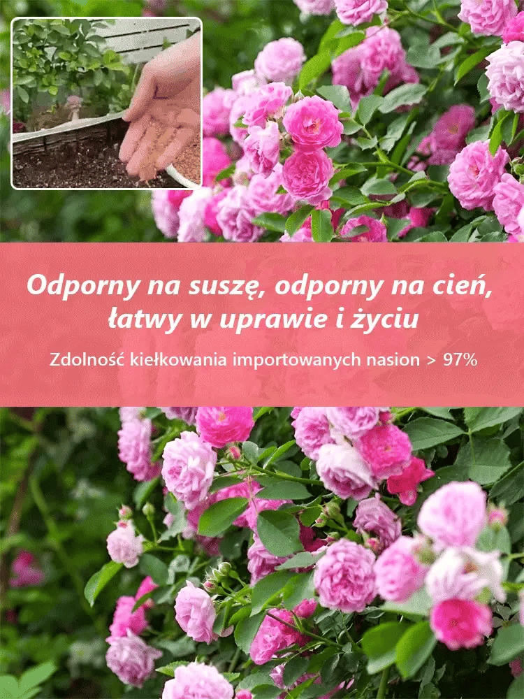 🪷Całoroczne kwitnienie nasiona róż pnących